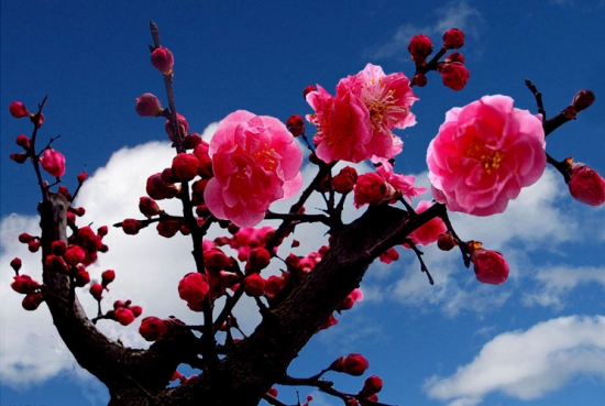 花的分类：按形态特征、生物学、观赏部位分