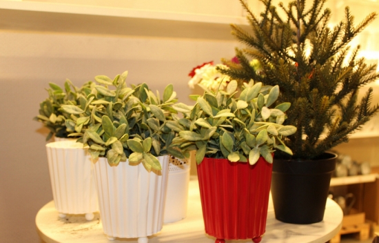 家里养什么花好：家庭植物养殖有讲究