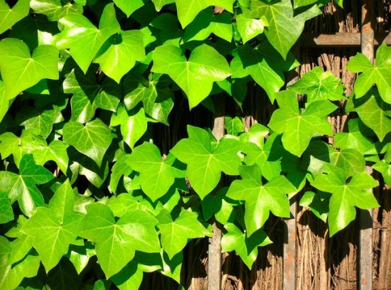 家里养什么花好：家庭植物养殖有讲究