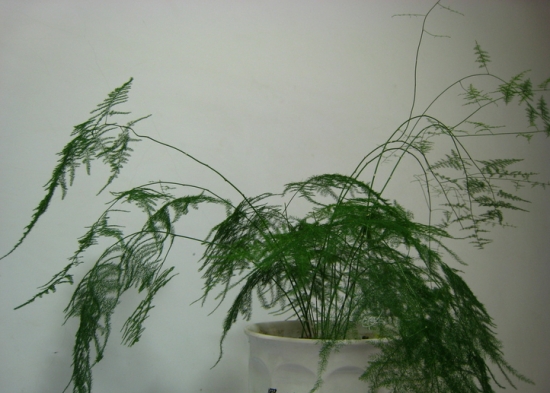 家里养什么花好：家庭植物养殖有讲究