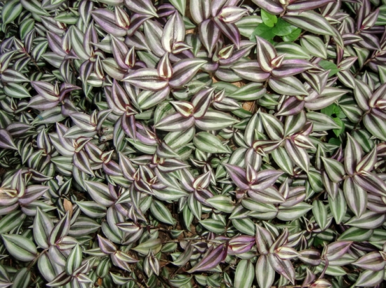 家里养什么花好：家庭植物养殖有讲究