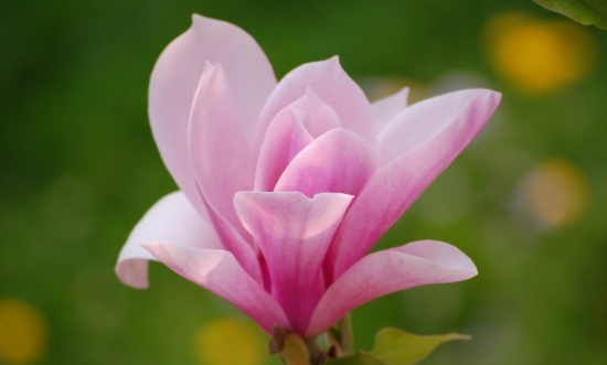 花的种类：常见花卉种类大全