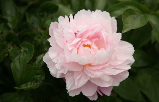 花的种类：常见花卉种类大全