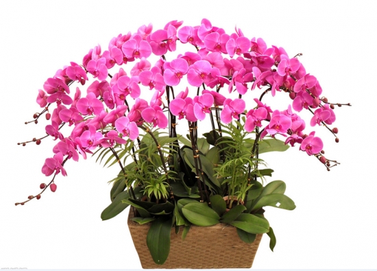 花的种类：常见花卉种类大全