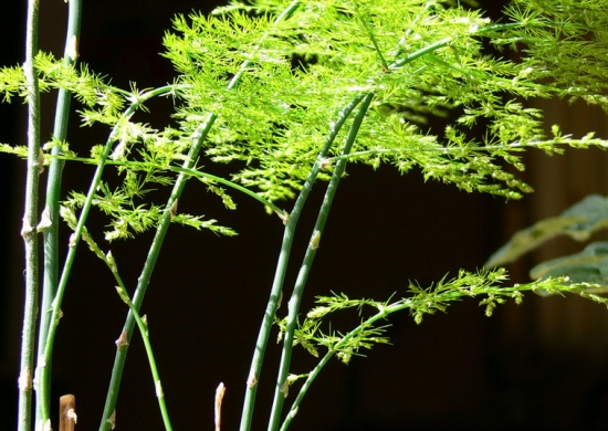 花的种类：常见花卉种类大全