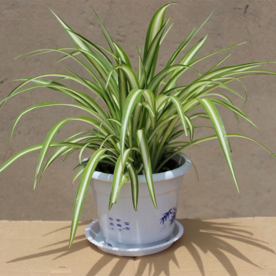 吊兰 家中养什么花好:芦荟、吊兰和蝴蝶兰等多种植物