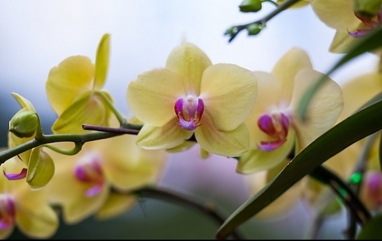 黄色的蝴蝶兰 家中养什么花好:芦荟、吊兰和蝴蝶兰等多种植物