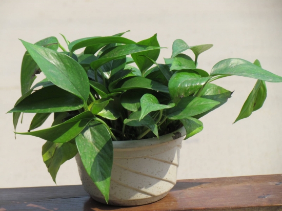 家中养什么花好：芦荟、吊兰和蝴蝶兰等多种植物