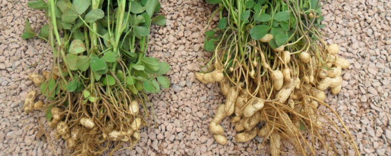 花生饼如何做肥料养花