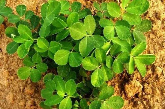 花生饼如何做肥料养花