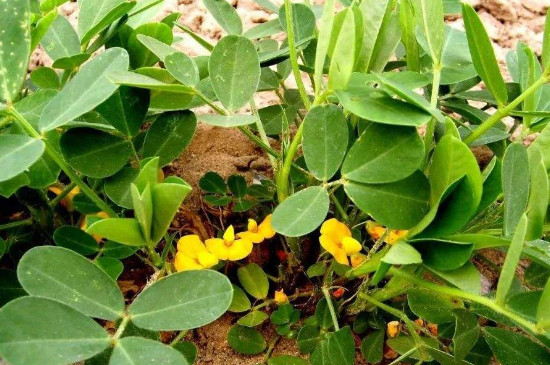 花生饼如何做肥料养花