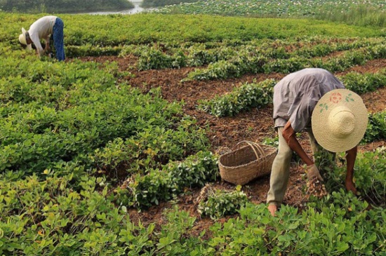 夏播花生什么时间收获,秋季10~12月份