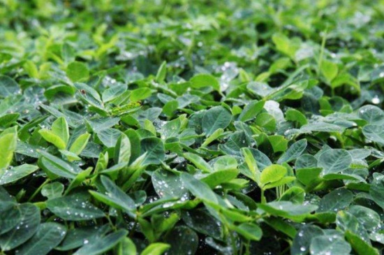 花生播种时间和成熟时间,4~5月播种秋季可成熟