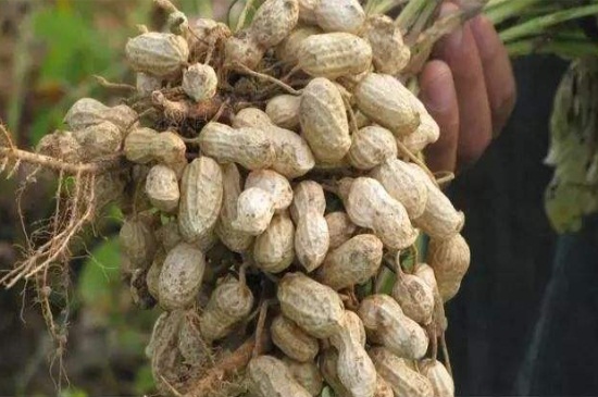 花生播种时间和成熟时间,4~5月播种秋季可成熟
