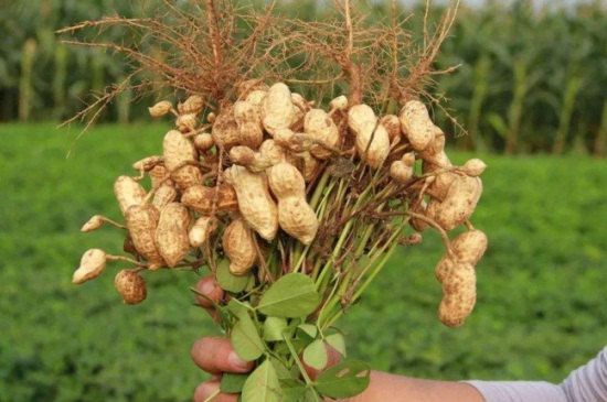花生播种时间和成熟时间,4~5月播种秋季可成熟