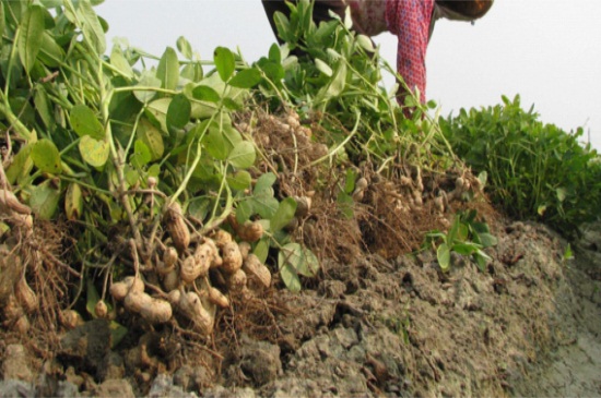 花生什么时候开始播种，花生的种植办法图解