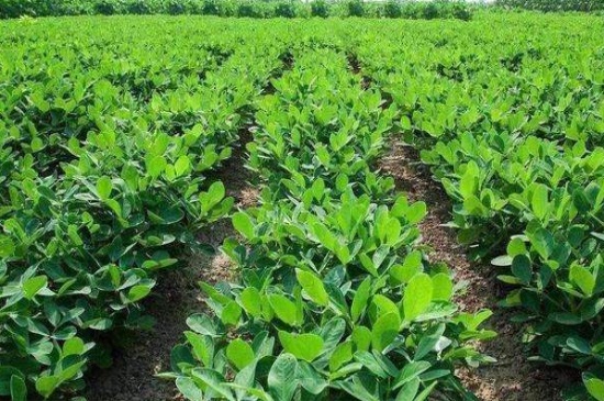花生什么时候开始播种，花生的种植办法图解