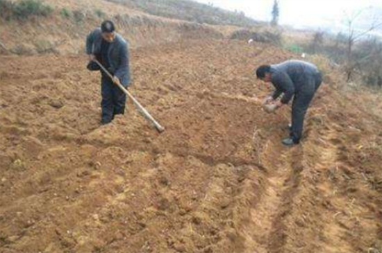 花生什么时候开始播种，花生的种植办法图解