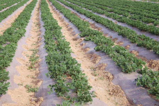 花生什么时候开始播种，花生的种植办法图解