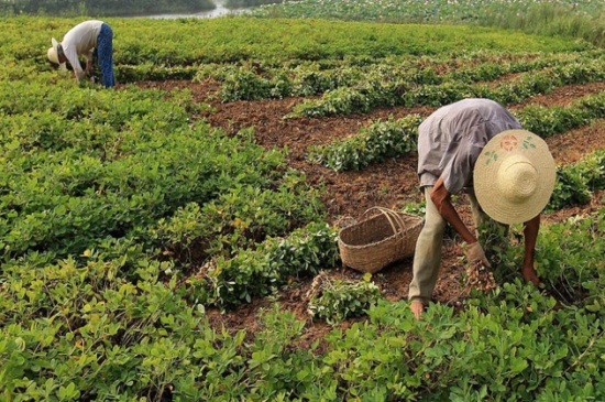 花生几月播种,4~5月份可实行播种