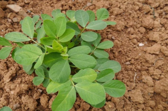 花生几月播种,4~5月份可实行播种