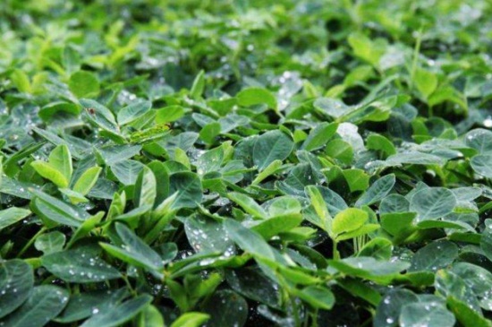 花生几月播种,4~5月份可实行播种