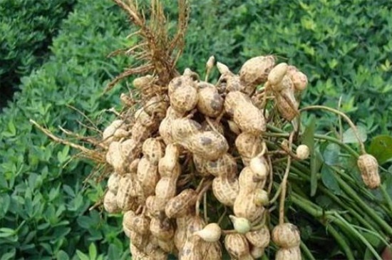 河南花生种植时间,春季4~5月份可种植