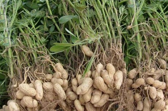 河南花生种植时间,春季4~5月份可种植