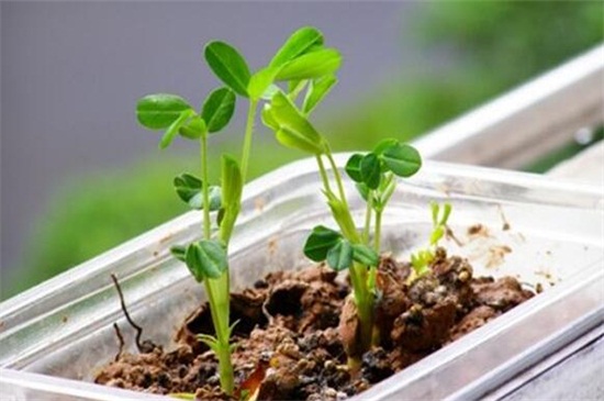 花生的生长过程记录,从播种到成株的养护办法