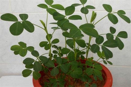 花生的生长过程记录,从播种到成株的养护办法