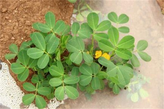 花生的生长过程记录,从播种到成株的养护办法