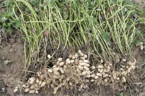 花生的生长过程记录,从播种到成株的养护办法