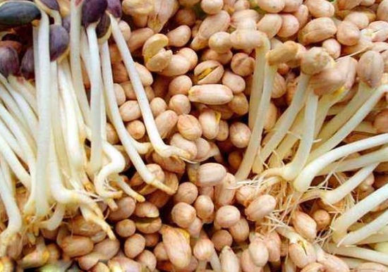 花生发芽还能吃吗：人工发芽的花生可以吃，自然发芽的花生不建议食用