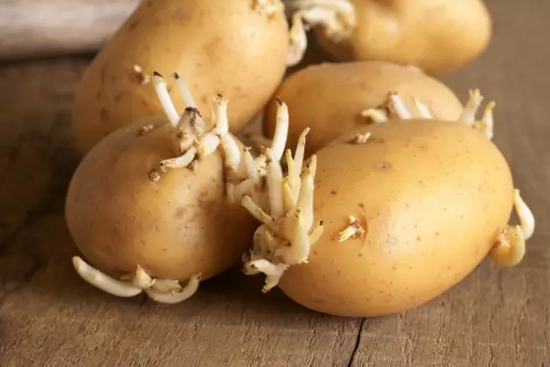 花生发芽还能吃吗：人工发芽的花生可以吃，自然发芽的花生不建议食用