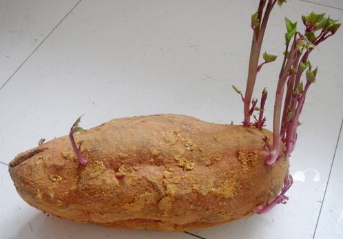 花生发芽还能吃吗：人工发芽的花生可以吃，自然发芽的花生不建议食用