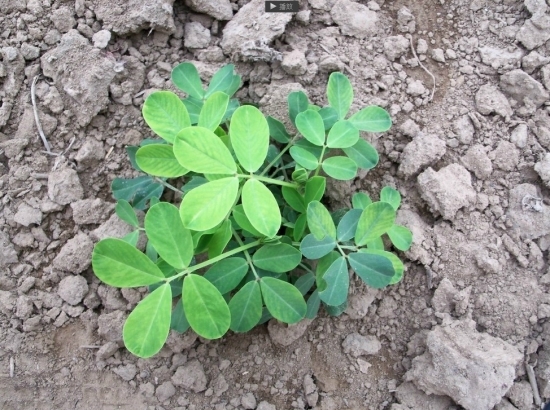 翠绿的花生 花生什么时候播种:一般春季播种,南方可秋播