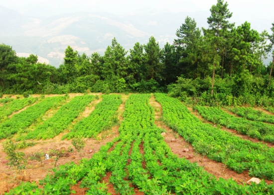种植地里的花生 花生什么时候播种:一般春季播种,南方可秋播