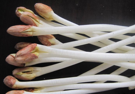 花生芽有毒吗：无毒,且比花生营养要高