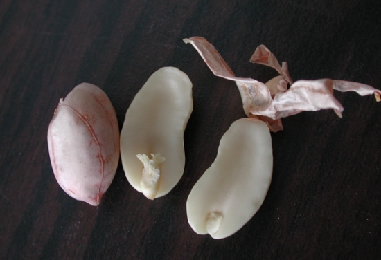 花生种子发芽 花生种子:不要购买染色、开裂、发芽、霉变的花生