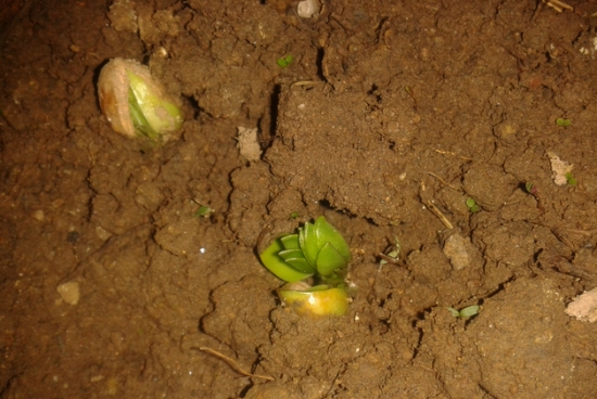 花生种子发芽 花生种子:不要购买染色、开裂、发芽、霉变的花生