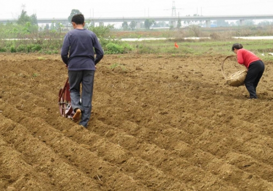 平整土地、施基肥 花生大田种植技术:花生要高产,良种是基础。