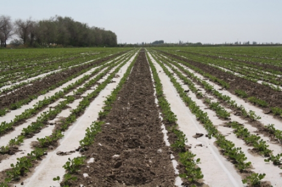 田间管理 花生大田种植技术:花生要高产,良种是基础。