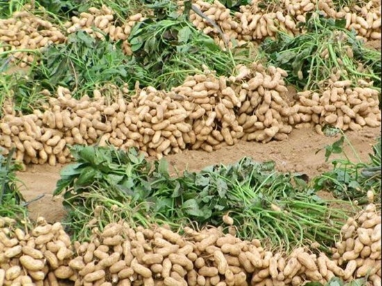 花生大田种植技术：花生要高产,良种是基础。