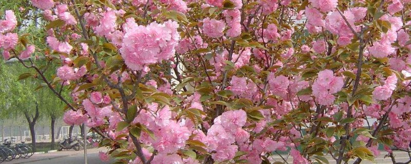 樱花枝条如何能插活