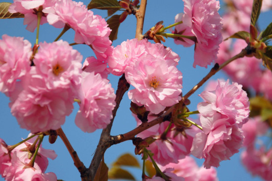 樱花枝条如何能插活