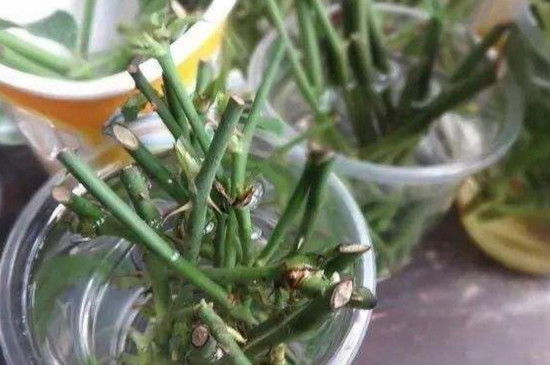 樱花枝条如何能插活