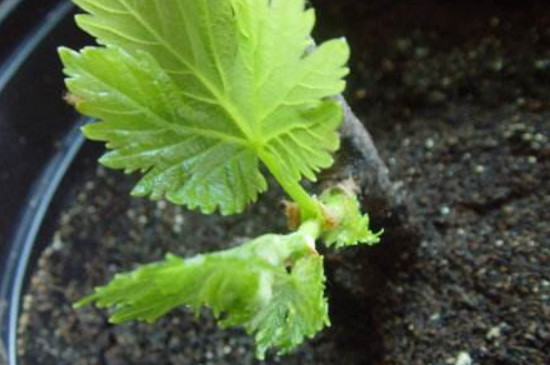 樱花枝条如何能插活