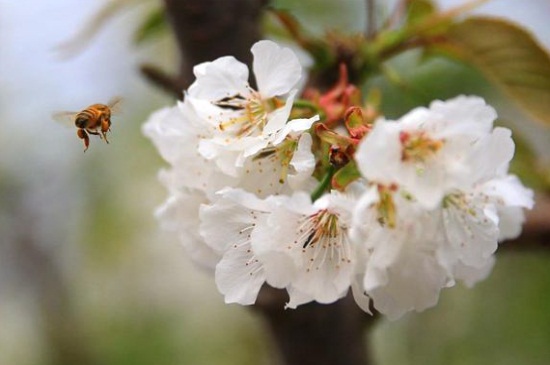 樱花 桃花 杏花区别