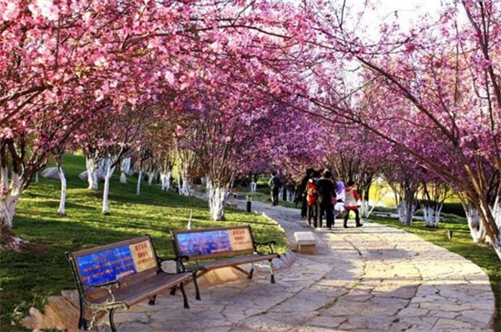 日本晚樱和东京樱花的区别，四种办法区分两者