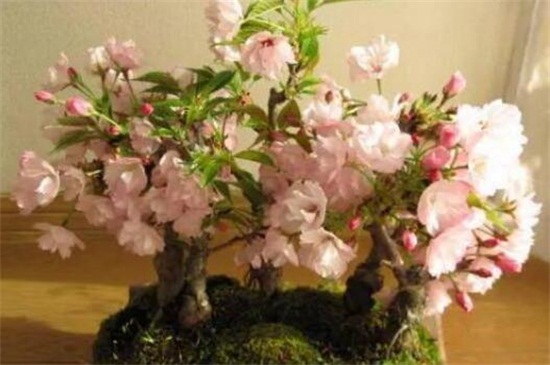 日本晚樱和东京樱花的区别，四种办法区分两者